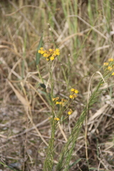 Galatella linosyris