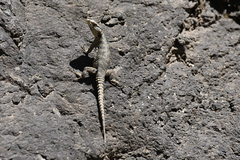 Pseudocordylus subviridis