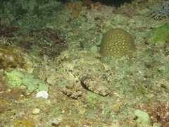 Papilloculiceps longiceps