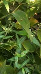 Persicaria longiseta