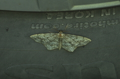Hypagyrtis piniata