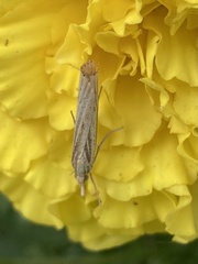 Agriphila