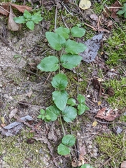 Clinopodium douglasii