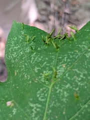 Vasates aceriscrumena