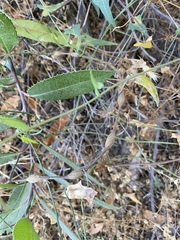 Neolasioptera convolvuli