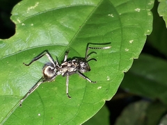 Polyrhachis militaris