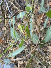 Neolasioptera convolvuli