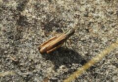 Chorthippus apricarius