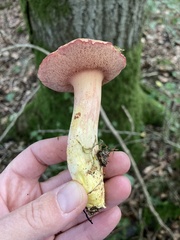 Chalciporus rubinus