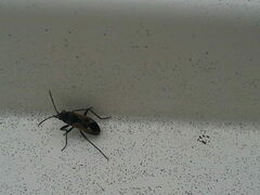 Rhyparochromus vulgaris