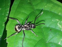 Polyrhachis militaris