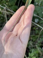 Elymus wiegandii