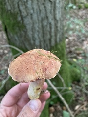 Chalciporus rubinus