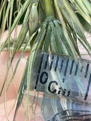 Elymus wiegandii