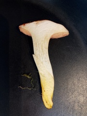 Chalciporus rubinus