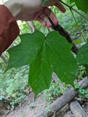 Acer nigrum
