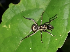 Polyrhachis militaris