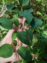 Forestiera ligustrina