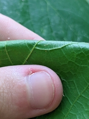 Acer nigrum
