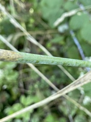 Elymus wiegandii