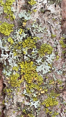 Xanthomendoza