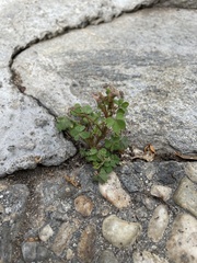 Oxalis