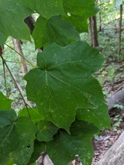 Acer nigrum