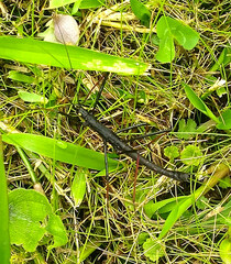 Atratomorpha coriacea