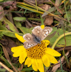 Tharsalea mariposa
