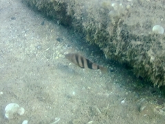 Serranus hepatus