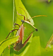 Peromatus