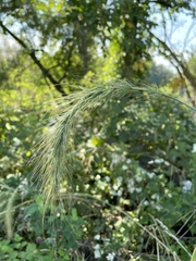 Elymus wiegandii