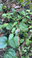 Lonicera periclymenum