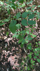 Lespedeza bicolor
