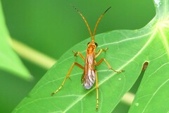 Pompilidae