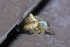 Araneus gemmoides