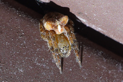 Araneus gemmoides