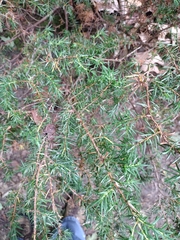 Juniperus communis