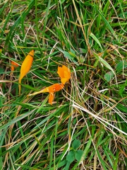 Crocus scharojanii
