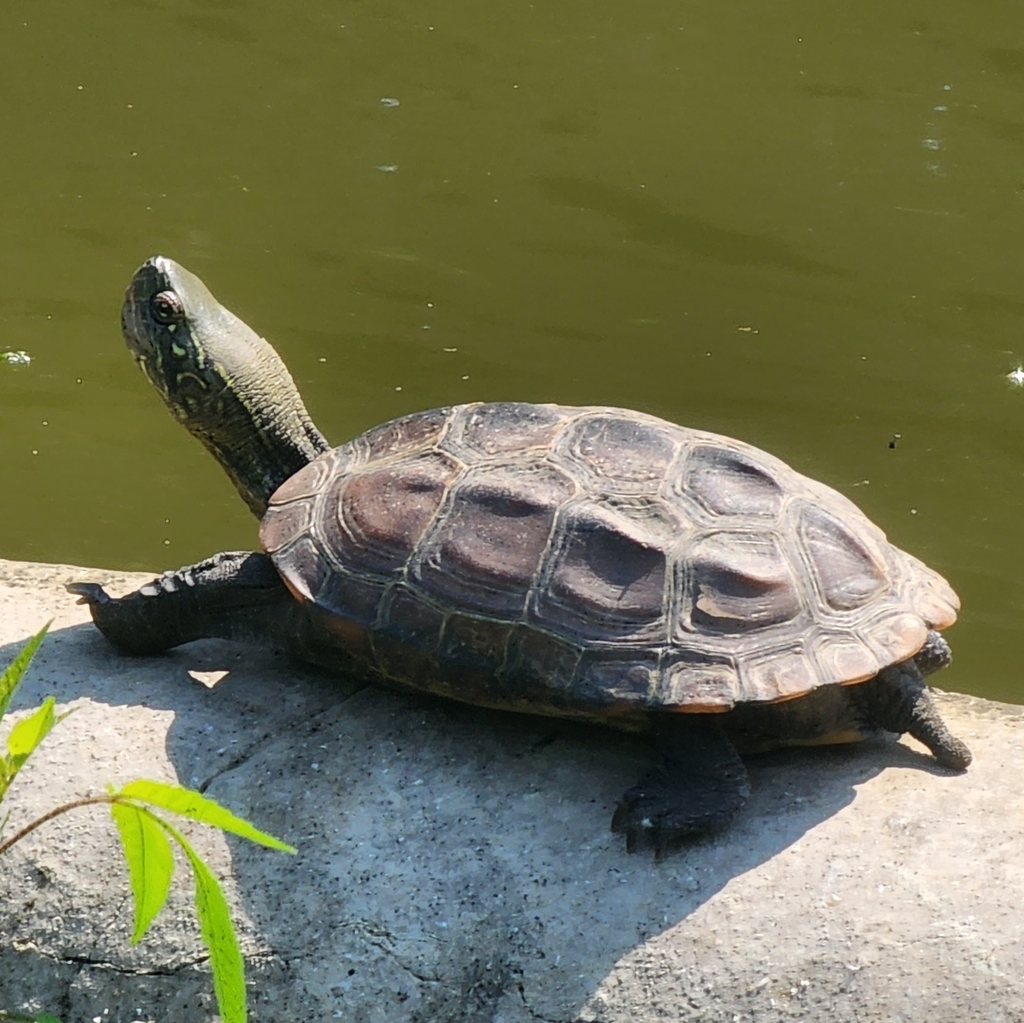 Chinese Pond Turtle in September 2022 by Paweł Pieluszyński · iNaturalist