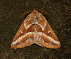 Caripeta angustiorata
