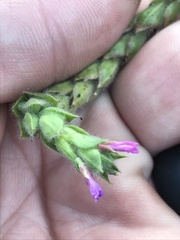 Epilobium densiflorum