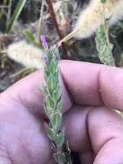 Epilobium densiflorum