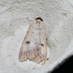 Lygephila craccae