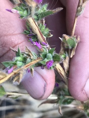 Epilobium densiflorum