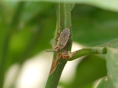 Probergrothius