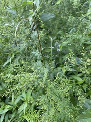 Artemisia annua