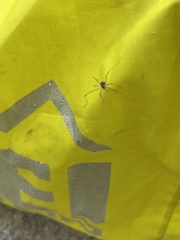 Leptobunus