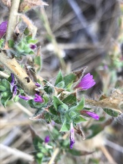 Epilobium densiflorum