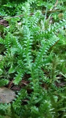 Selaginella helvetica